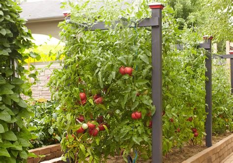 7 Tips for How to Stake Tomatoes to Get a Better .